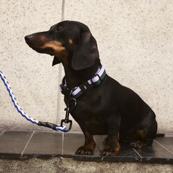 HAY Dogs Halsbånd Flat, lavender/green, HAY