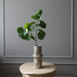 Plum Aralia blader, grønn, Botané