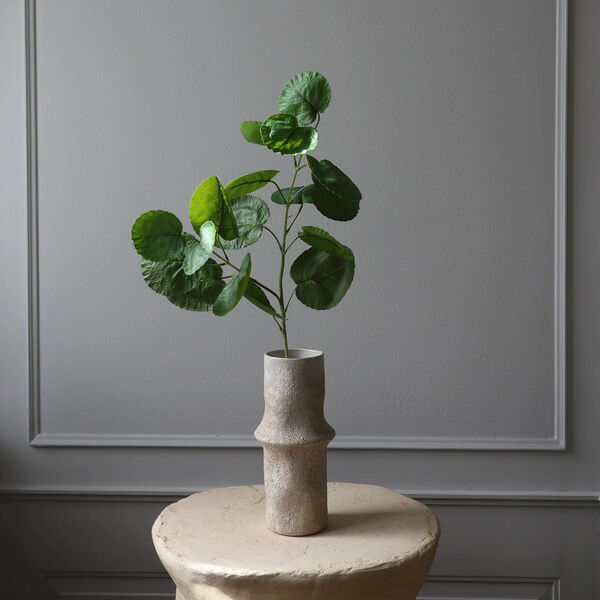 Plum Aralia blader, grønn, Botané