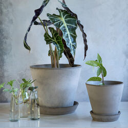 Julie RAW potte med underfat, grey, Bergs Potter