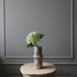 Hydrangea blomst, lysegrønn, Botané