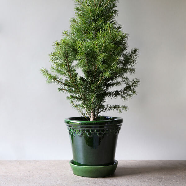 K&oslash;benhavner GLAZED krukke med underfat, emerald green, Bergs Potter