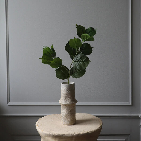 Hydrangea blader, grønn, Botané