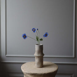 Poppy blomst, blå, Botané