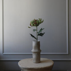 Chrysanthemum blomst, grønn, Botané