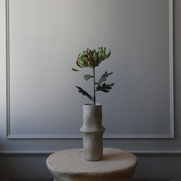 Chrysanthemum blomst, grønn, Botané