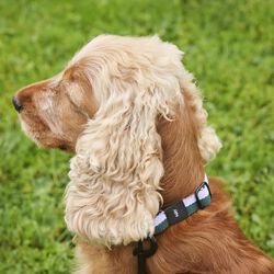 HAY Dogs Halsbånd Flat, lavender/green, HAY