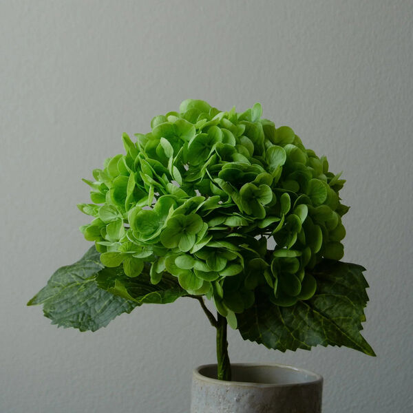 Hydrangea blomst, gr&oslash;nn, Botan&eacute;