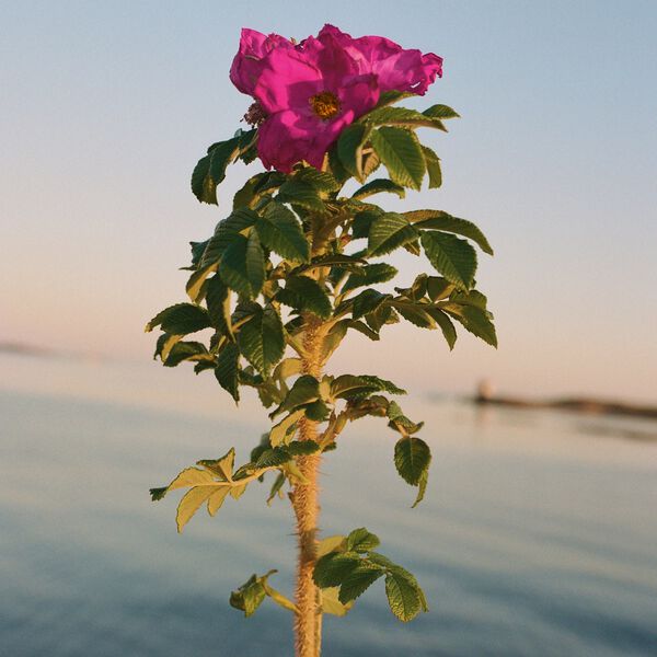 No. 329 H&aring;ndkrem, beach rose, L:a Bruket