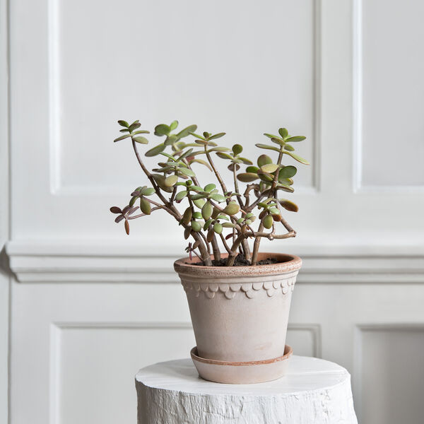 Københavner RAW krukke med underfat, rosa Københavner RAW krukke med underfat, rosa, Bergs Potter