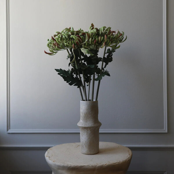 Chrysanthemum blomst, grønn, Botané