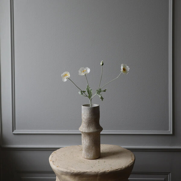 Poppy blomst, hvit, Botané