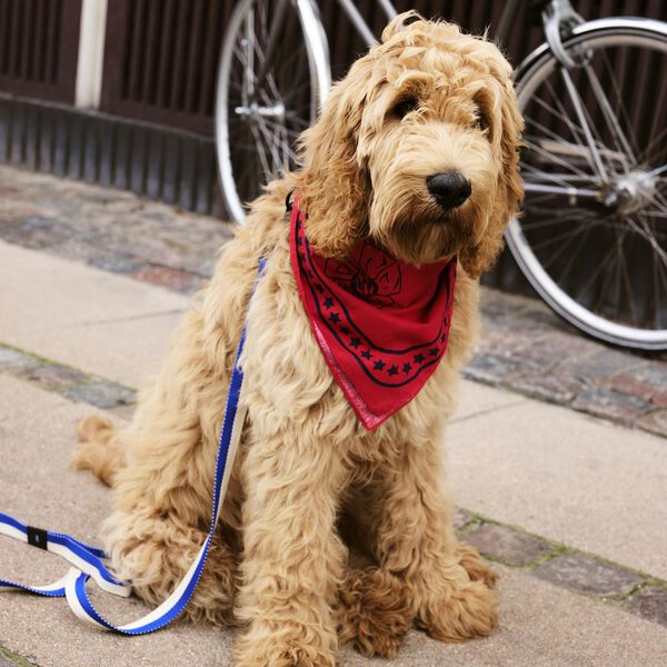 HAY Hundebånd, blue/off-white, HAY