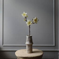 Lily Magnolia Branch, hvit, Botané