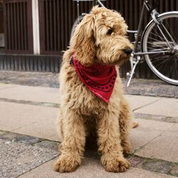 HAY Dogs Skjerf, red, HAY