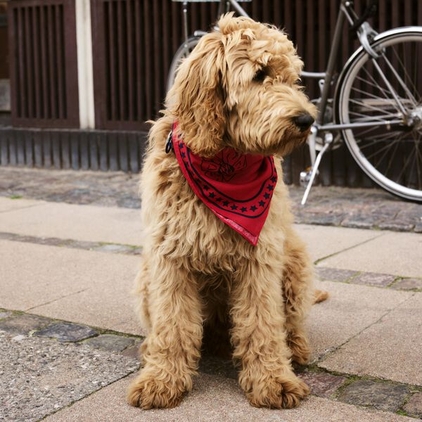 HAY Dogs Skjerf, red, HAY