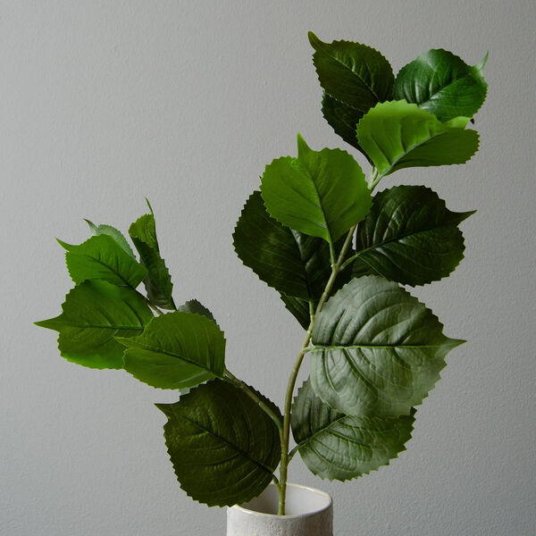 Hydrangea blader, grønn, Botané